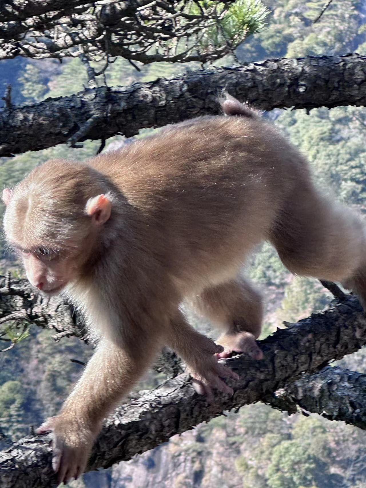 A little monkey in Huangshan