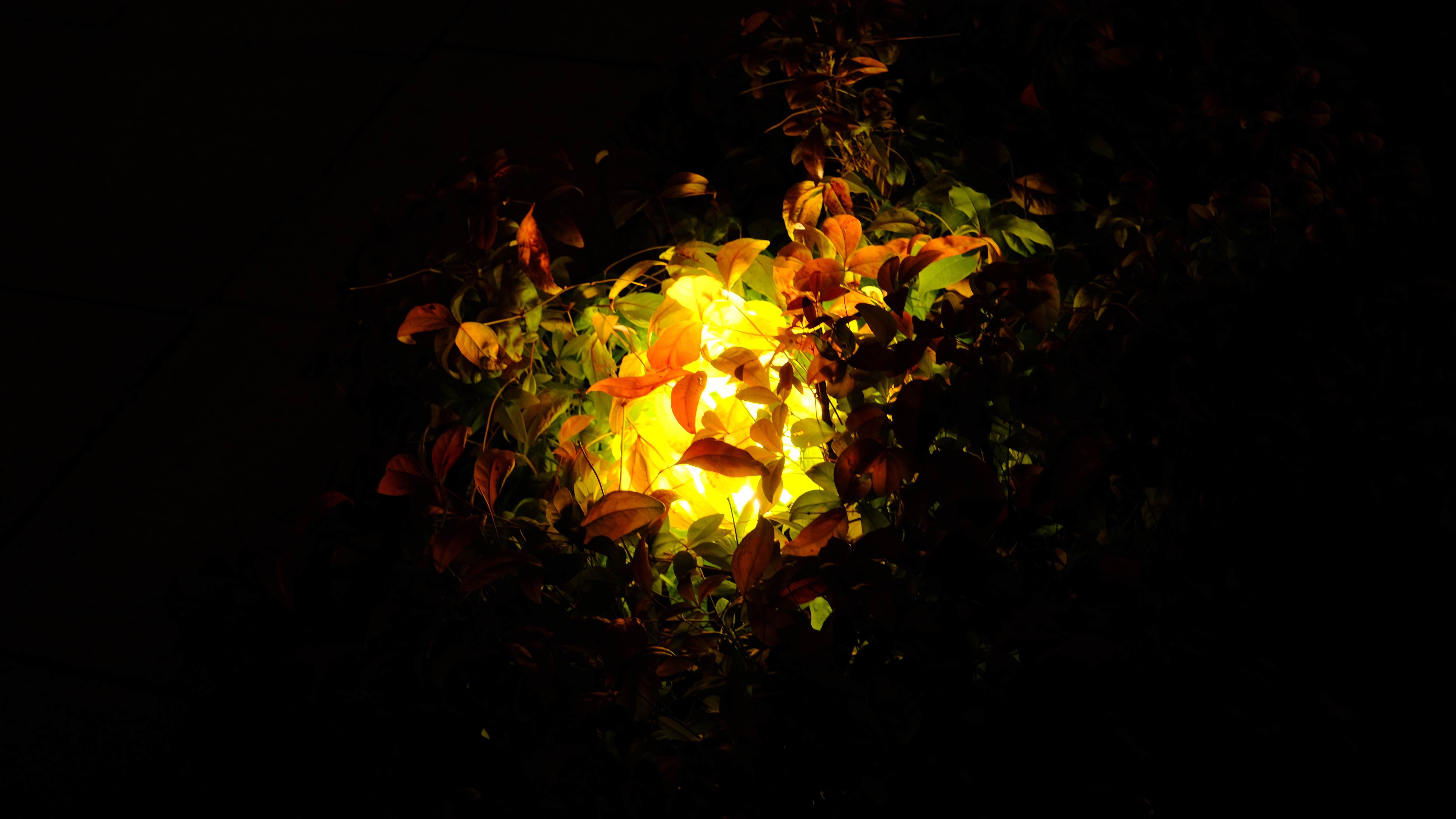 Roadside lights, Shanghai